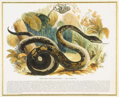 The Boa Constrictor, educational illustration published by the Society for Promoting Christian Knowledge, 1843 by Josiah Wood Whymper